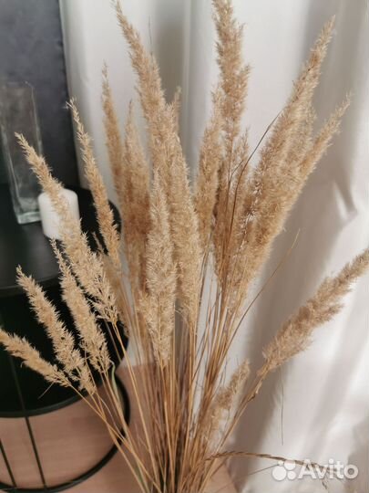 Декоративные злаки