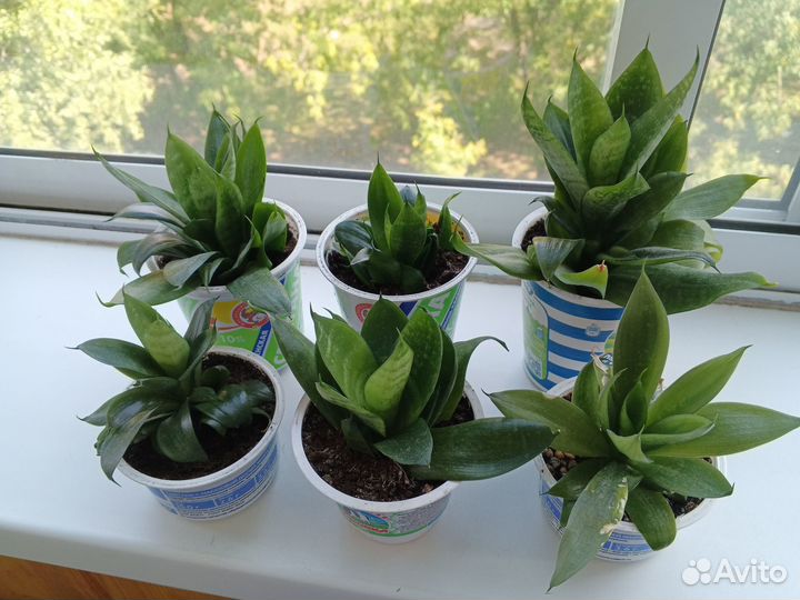 Сансивиерия