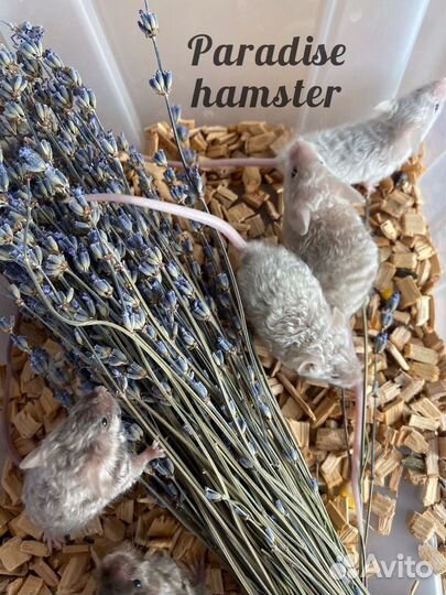 Мышки кучерявые