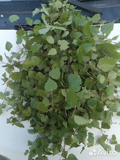 Веники для бани оптом береза