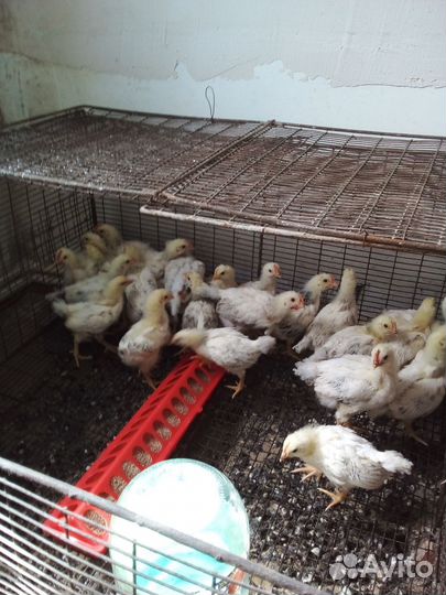 Цыплята и Утята Подрощенные