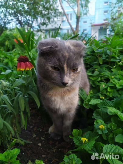 В поисках дома