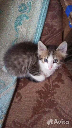 Милые котята
