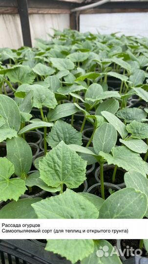 Рассада и саженцы помидор, огурцов, капусты