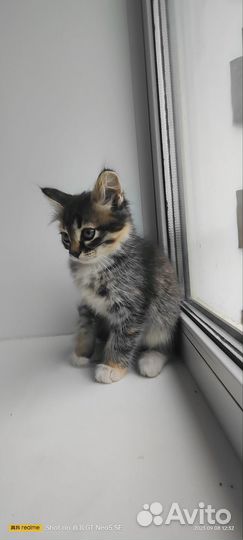 Кошки в добрые руки