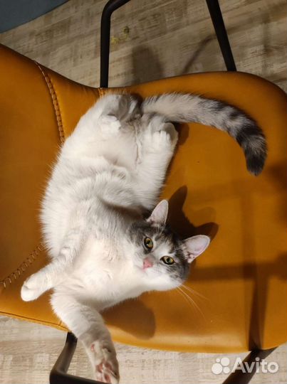 Кошка Мышка в дар, стерилизована, привита