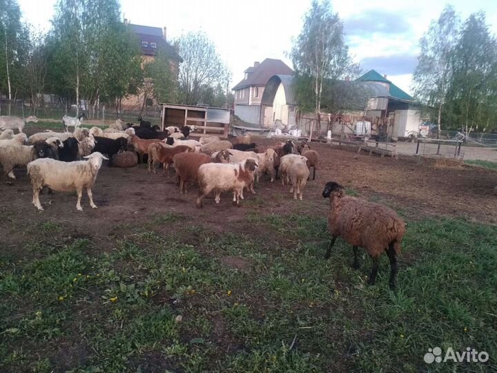 Овцы бараны