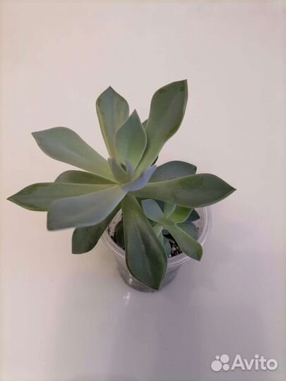 Суккуленты