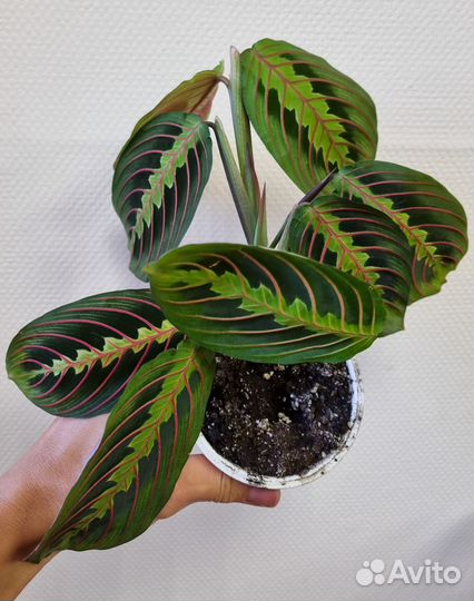 Кислица оксалис, маранта триколор, пилея норфолк