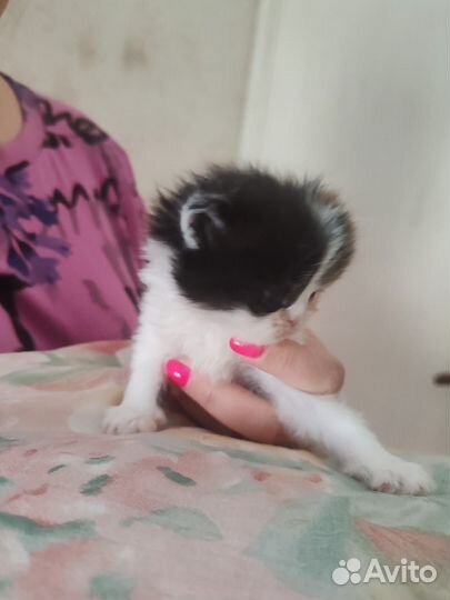 Персидские котята