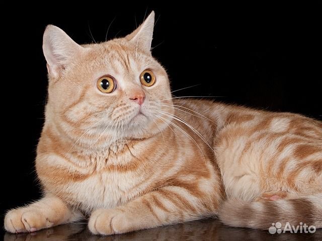 Вязка с клубным шотландцем