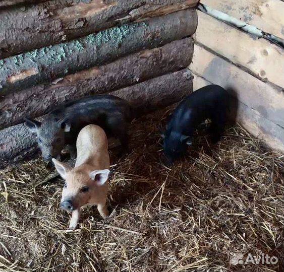 Поросята Венгерская Мангалица