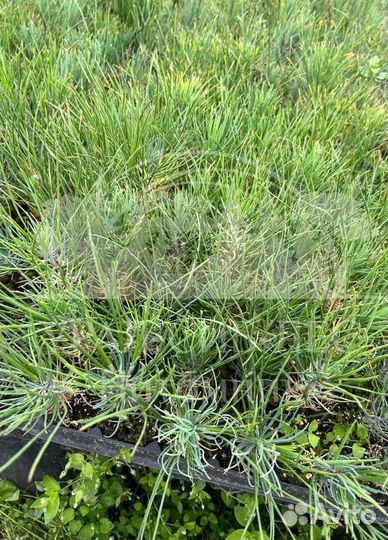 Горная сосна Мугус зкс сеянцы