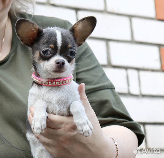 Голубая Девочка чихуа 5 мес.с доставкой и видео