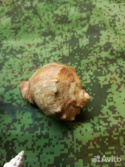 Ракушки морские