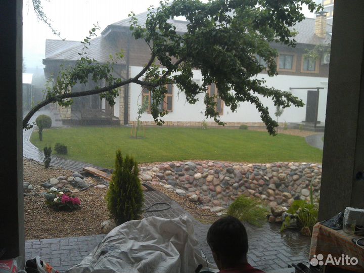 Слива краснолистная 