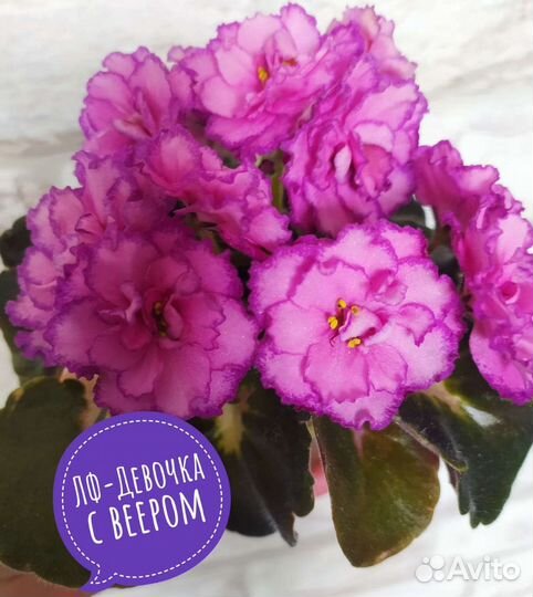 Фиалки укорененные листы