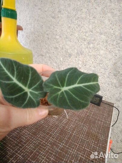 Алоказия блэк вельвет