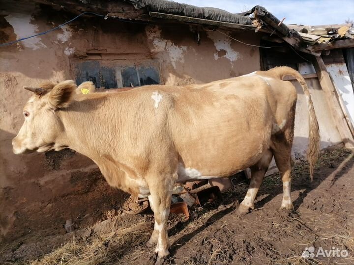 Корова и бычки