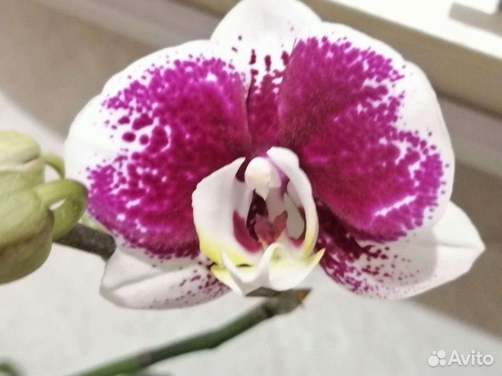 Фаленопсисы