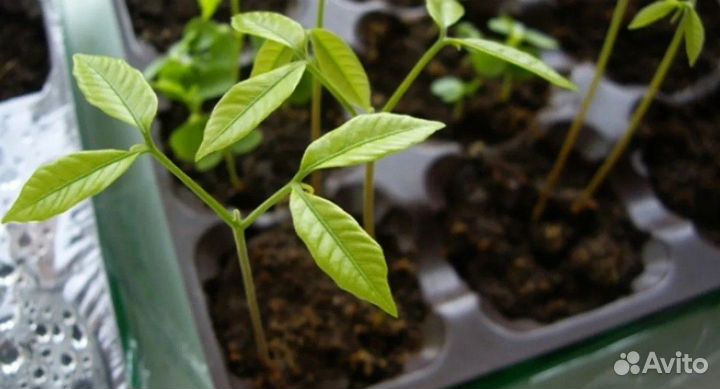 Отростки личи