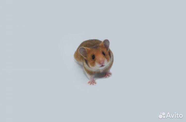 Сирийские и Джунгарские хомяки - ручные. Питомник