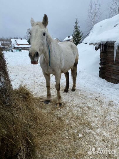 Продам лошадей