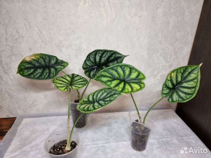 Алоказия Драгон Скейл, Шкура Дракона