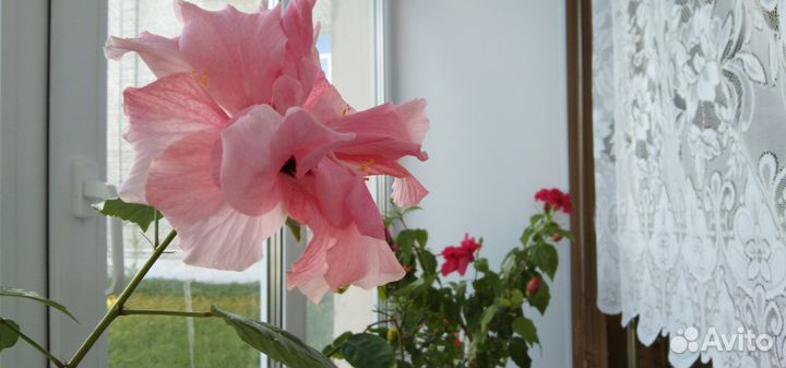 Комнатные цветы