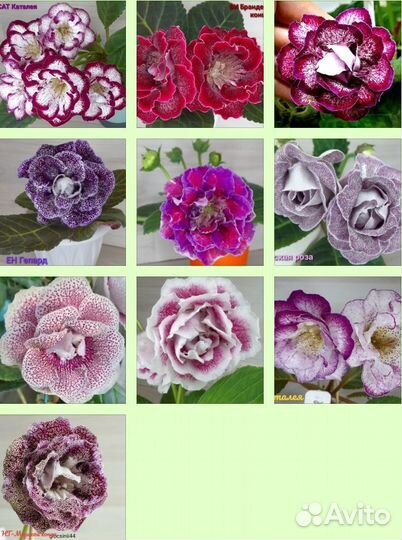 Глоксинии укорененными листами. Комнатные цветы