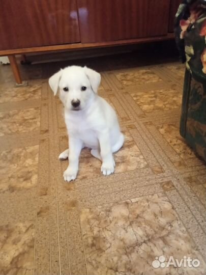 Щенки от небольшой собаки