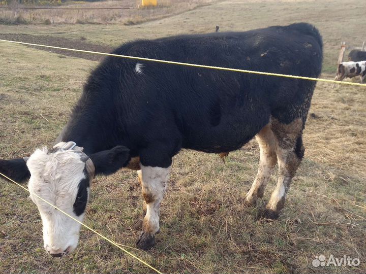 Бычки на откорм