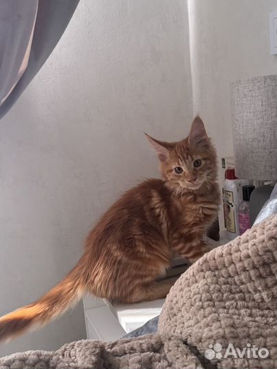 Котята мейн-кун