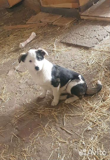 Щенки