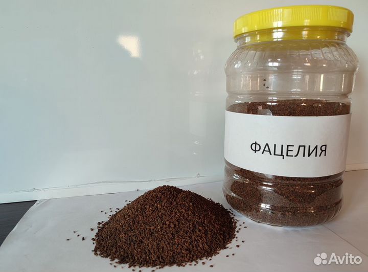 Семена фацелии