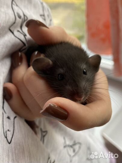 Крысята