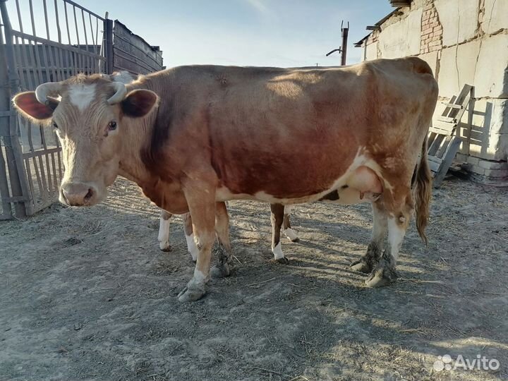 Продаются коровы с телятами
