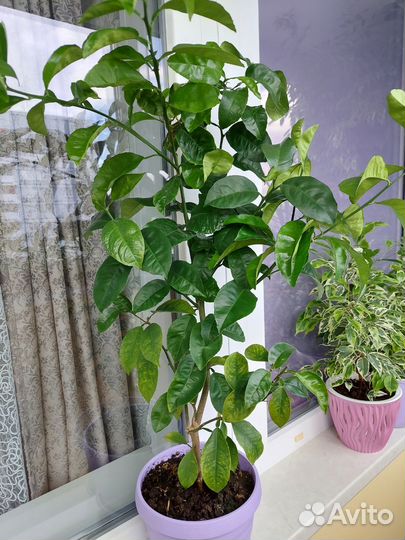 Мандарин не привитый