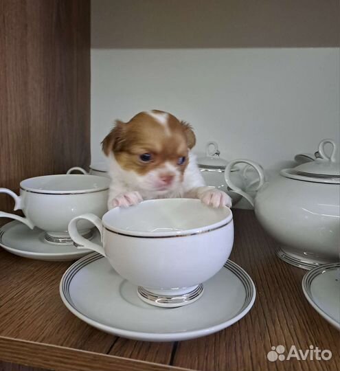 Щенки чихуахуа длинношерстные