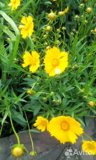 Цветы садовые многолетние