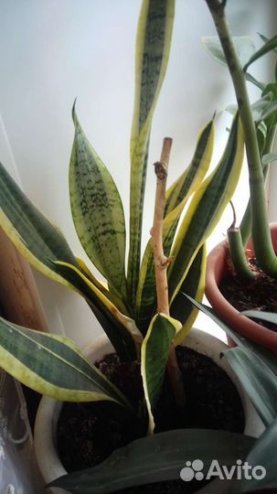 Сансевиерия