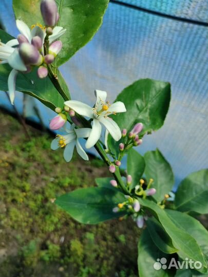 Лимон, мандарин, апельсин, каломандин