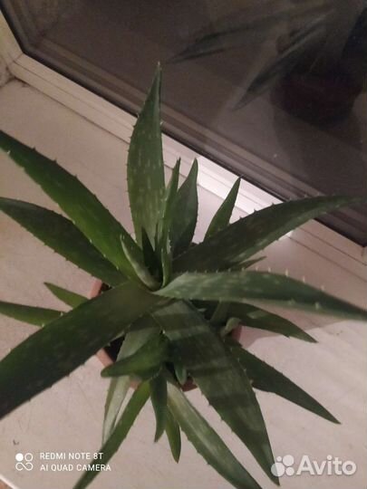 Алоэ для лечебный