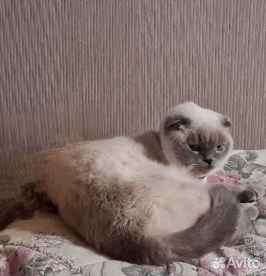 Шотланская кошка