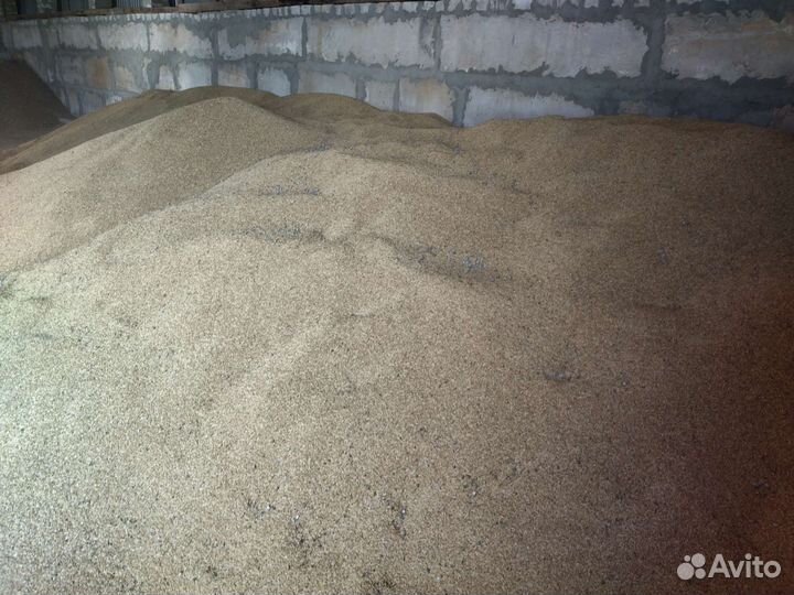 Зерно ячмень