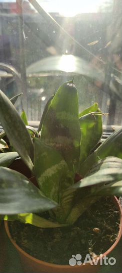 Домашние цветы. Юкка, сансевьера, алое