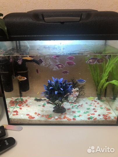 Аквариум