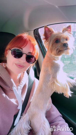 Вязка собак йорк