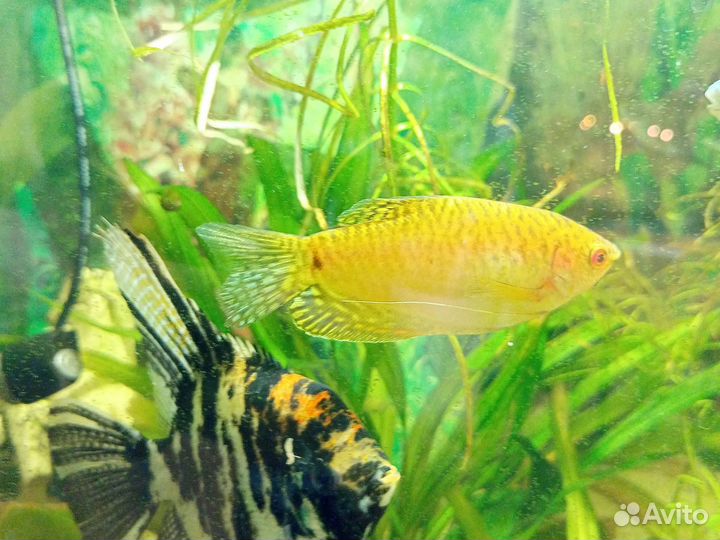 Гурами золотые, мальки, тернеция белая мальки