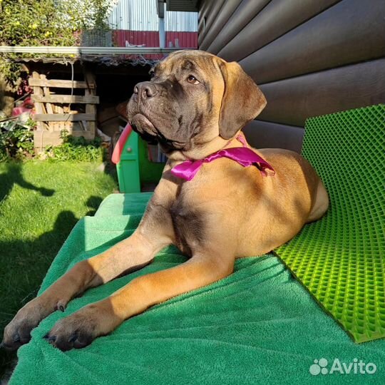 Бульмастиф